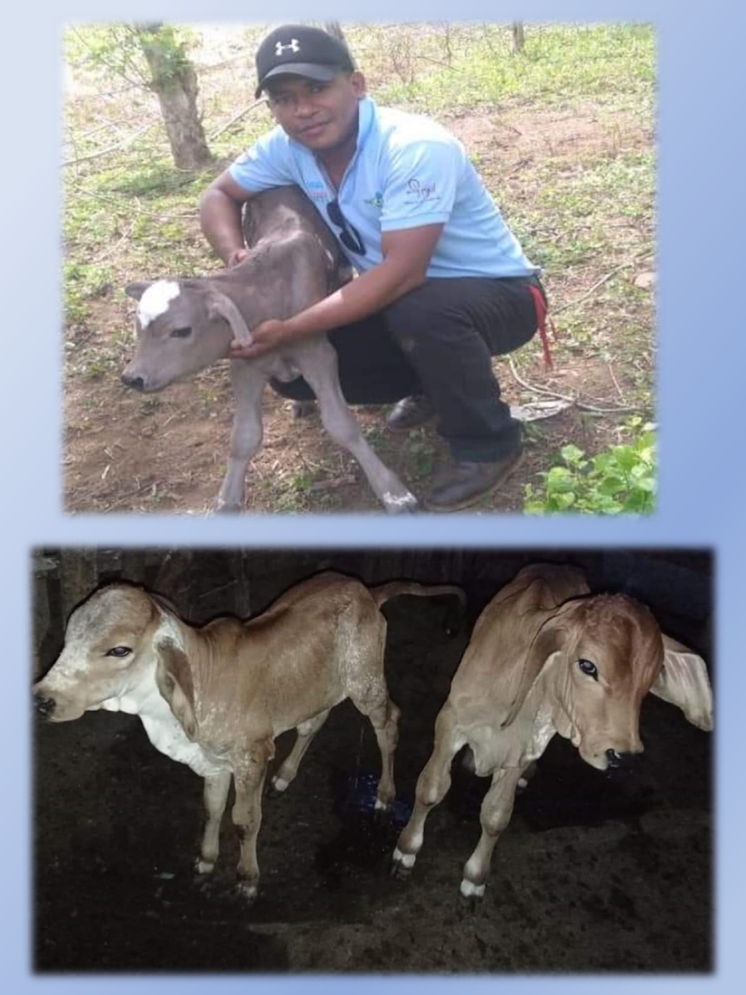 inseminacion-artificial-bovina